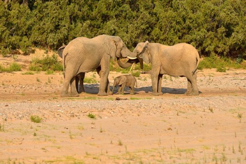 African bush elephants