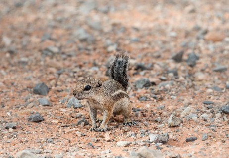 Harris's antelope squirrel