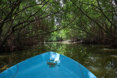 Boat ride through mangrove forest