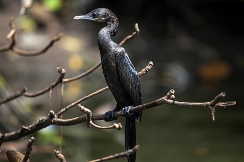 Javanese or little cormorant