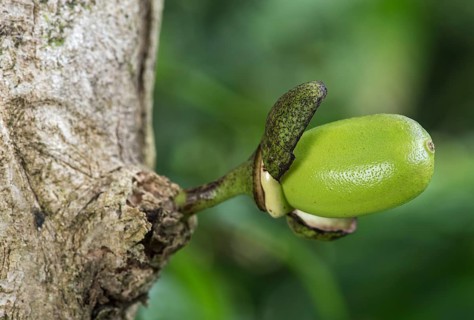 Calabash tree