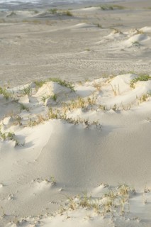 Foredunes with sand drifts