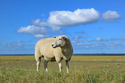 Sheep