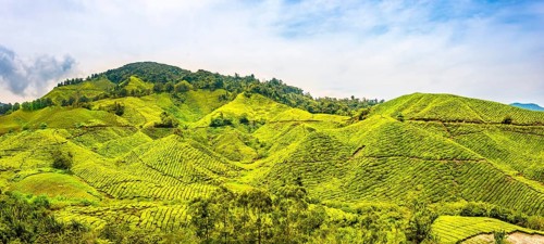 Tea plantations