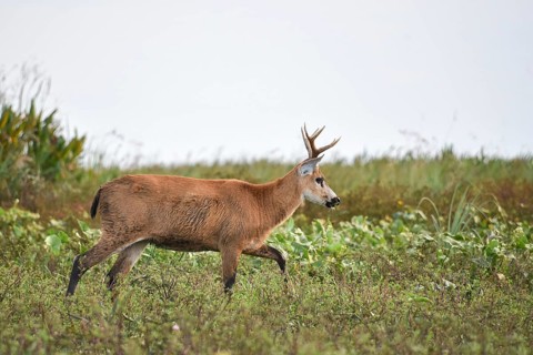 Marsh deer