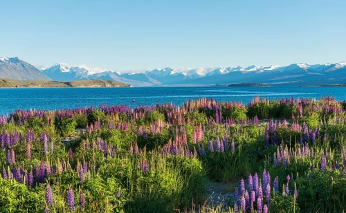 Large-leaved lupines