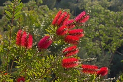 Flowering wallum bottlebrush