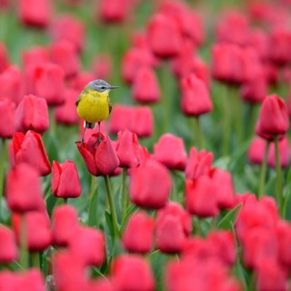 Yellow wagtail