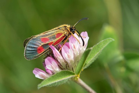 Mountain burnet