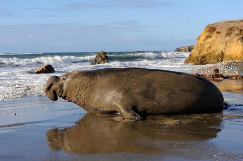 Northern Elephant Seal