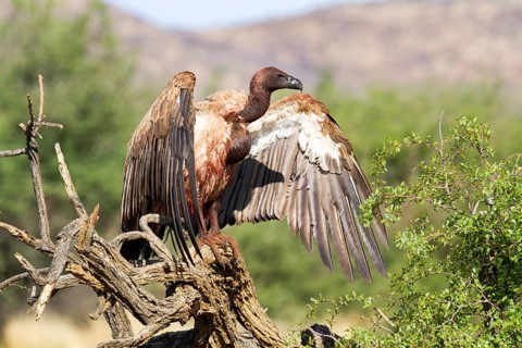 White-backed vulture