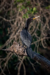 Olivaceous cormorant