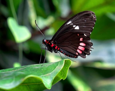 Passion-vine butterfly