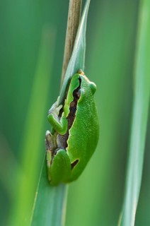 European tree frog