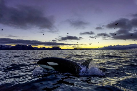 Orca