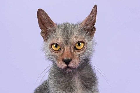 Werewolf Cat or Lykoi Cat