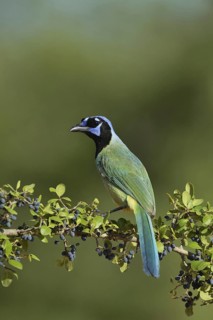 Green Jay