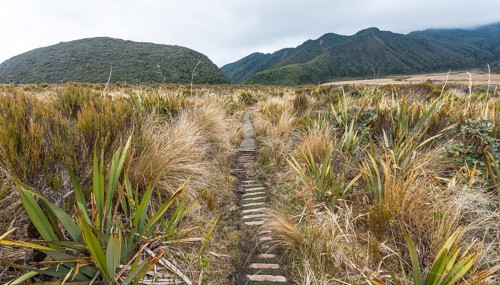 Trail through swampland