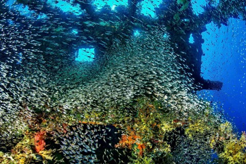 Wreck diving and glass or Pempherids