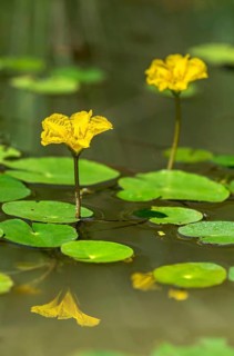 Blooming water fringe