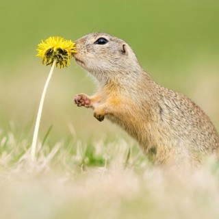 European ground squirrel
