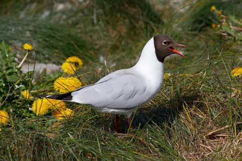 Calling black-headed gull