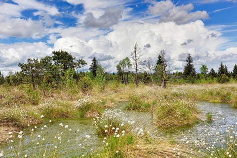Hare's-tail cottongrass