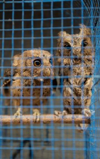 Two owls in tight cage