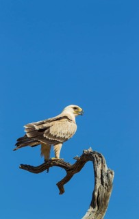 Tawny Eagle