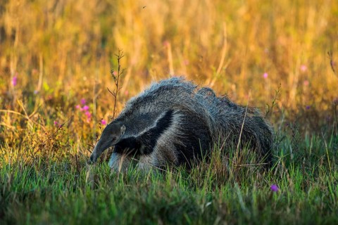 Giant anteater
