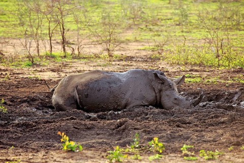 White rhinoceros