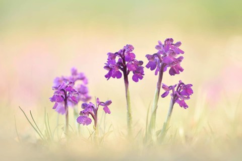Green-winged orchid