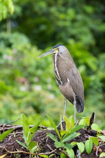 Bare-Throated Tiger Heron
