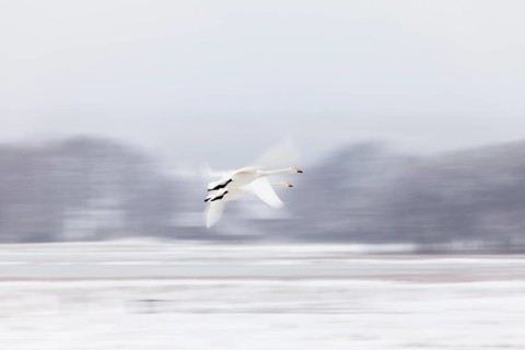 Two Whooper swans