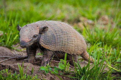 Big hairy armadillo