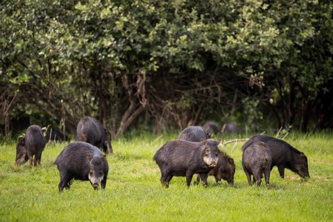 White-lipped peccarys