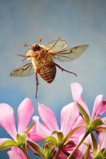 European June beetle