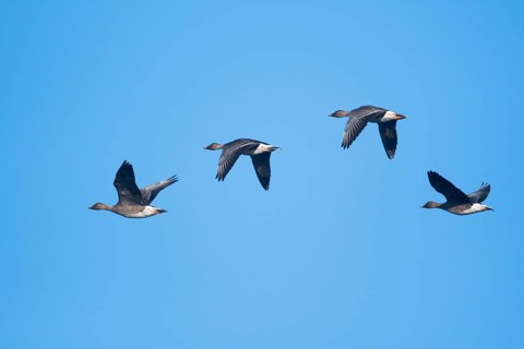 Bean Geese