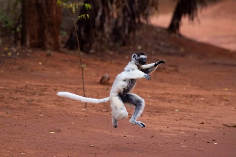 Dancing Verreaux's sifaka