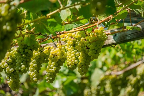Green grapes