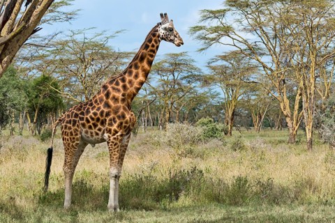 Rothschild's giraffe
