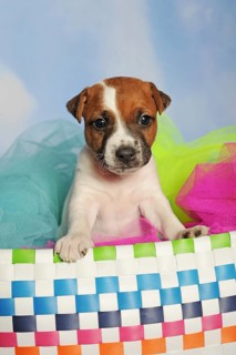 Parson Russell Terrier sitting in colourful basket