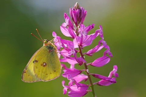 Berger's clouded yellow