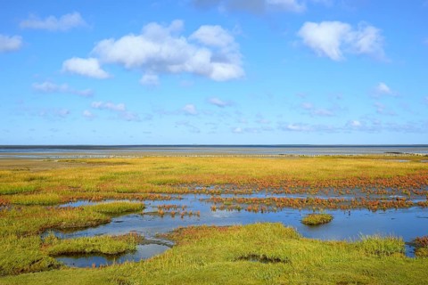 Glasswort