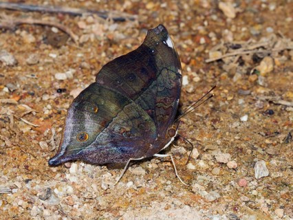 Common Yeoman