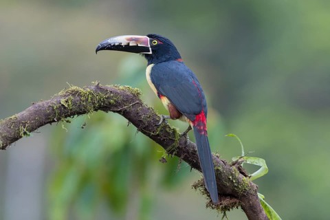 Collared aracari