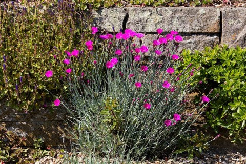 Wood pink