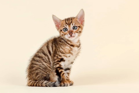 Toyger
