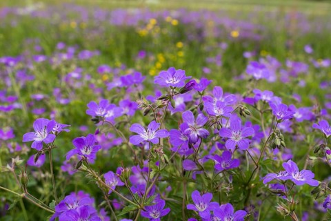 Meadow cranesbill