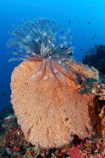 Feather star